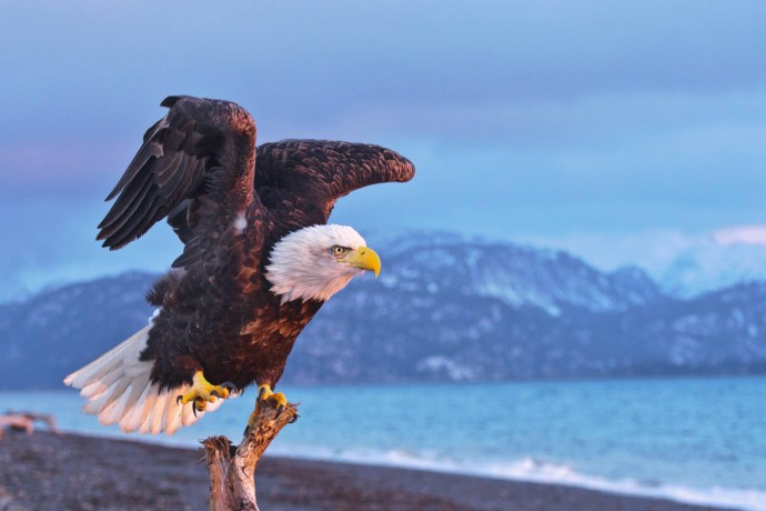 Best beaches Homer Spit Bald Eagle Jeremiah Fisher pq0jmn
